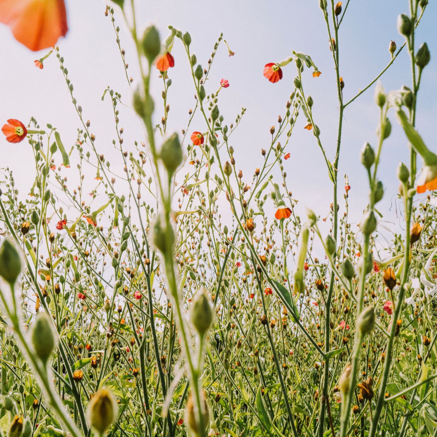 Low-angle view of small red wildflowers and green buds on tall slender stems in an open meadow.