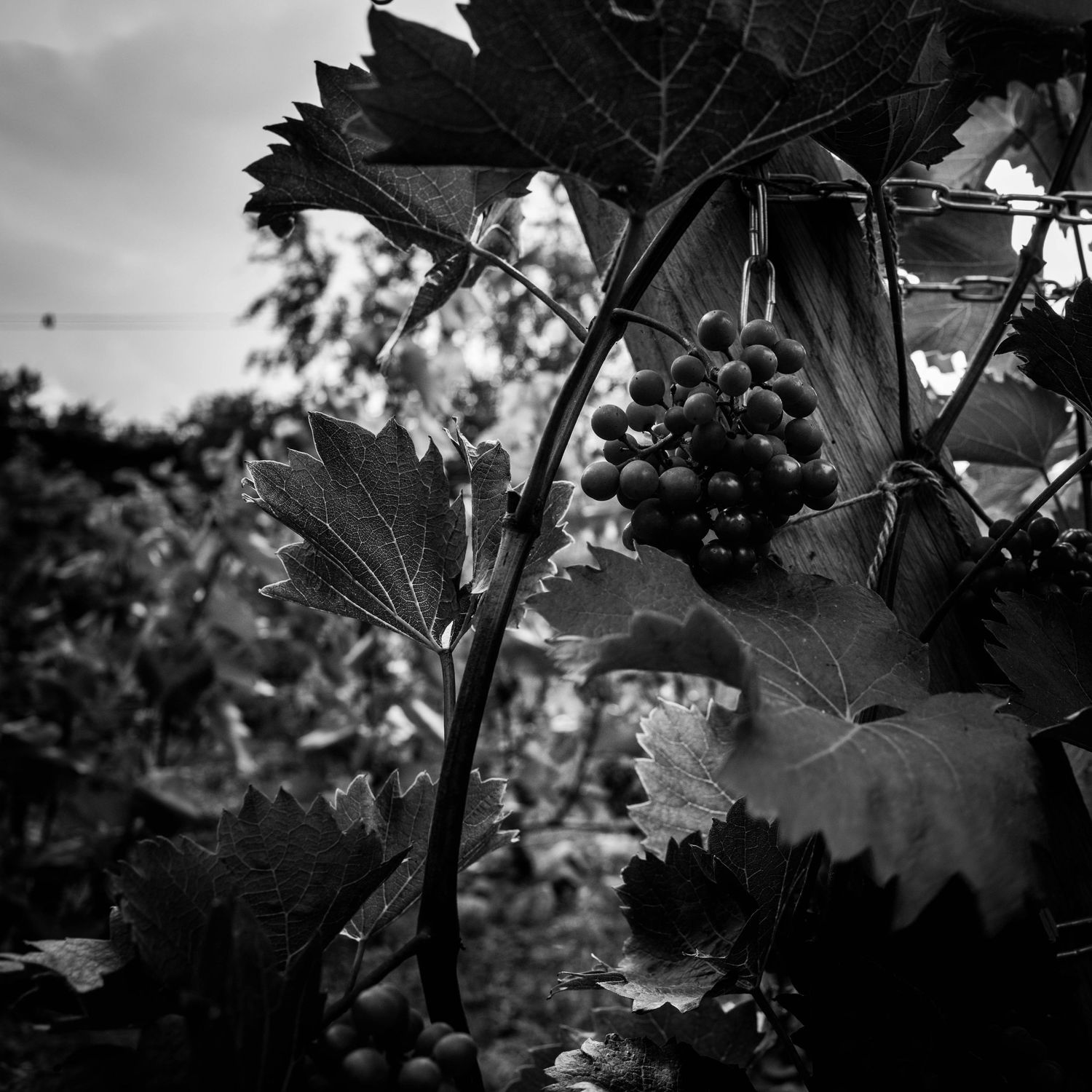 Black and white photo of a grape cluster hanging from a vine with large leaves in a vineyard.