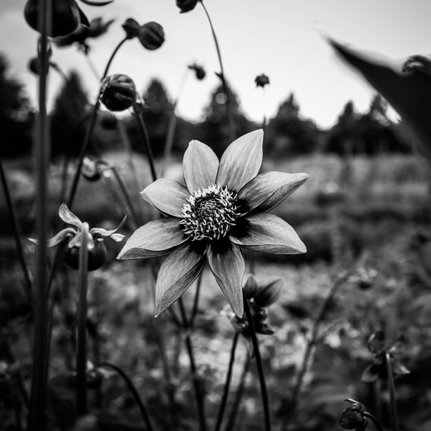 Black and white photo of a dahlia flower blooming in a garden field with soft bokeh background.