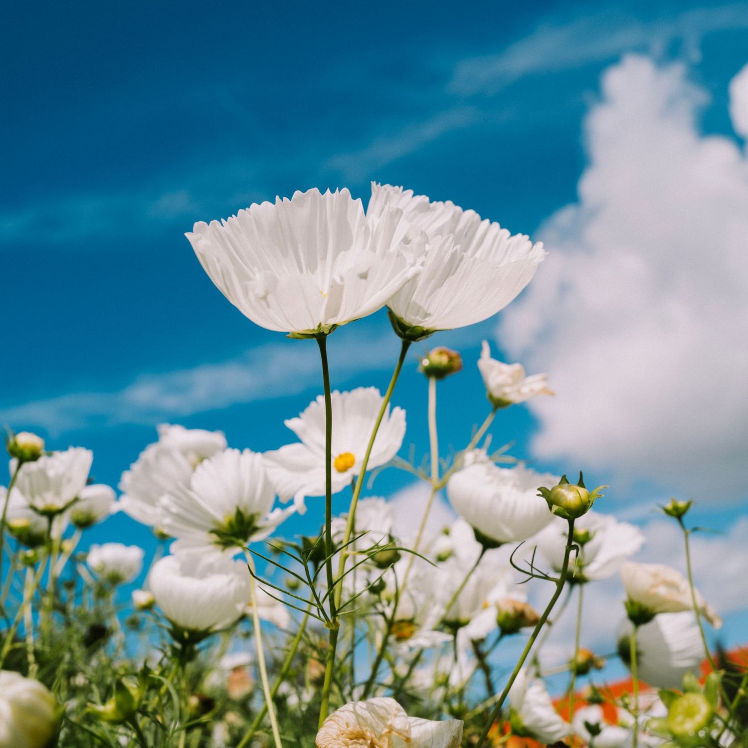 White cosmos flowers in full bloom photographed from below against a vivid blue sky with white clouds.