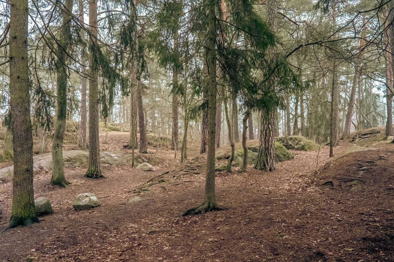 Peaceful pine forest with moss-covered rocks and brown leaf-covered ground in soft light.