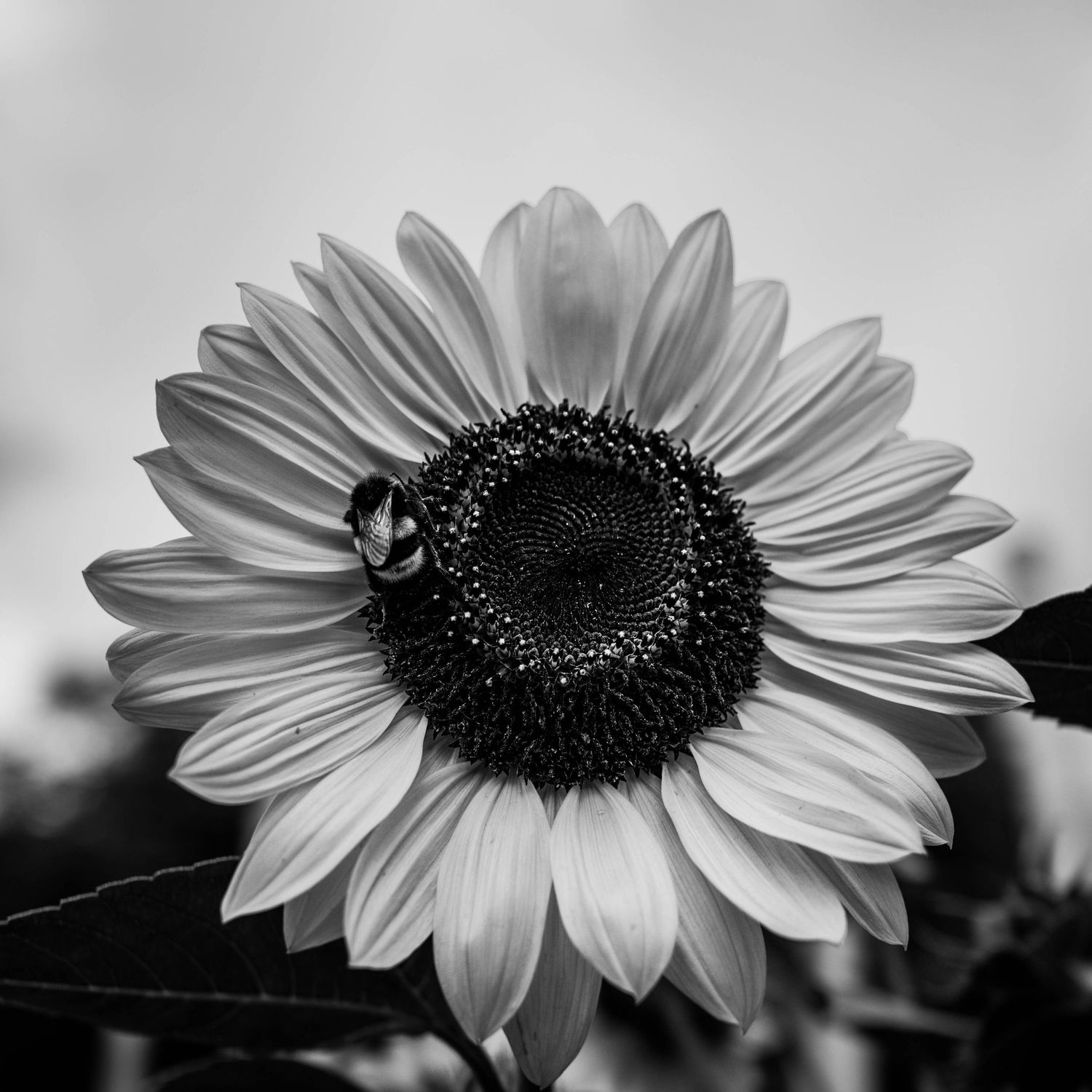 Black and white macro photo of a sunflower with a bumblebee resting on its dark center disk.