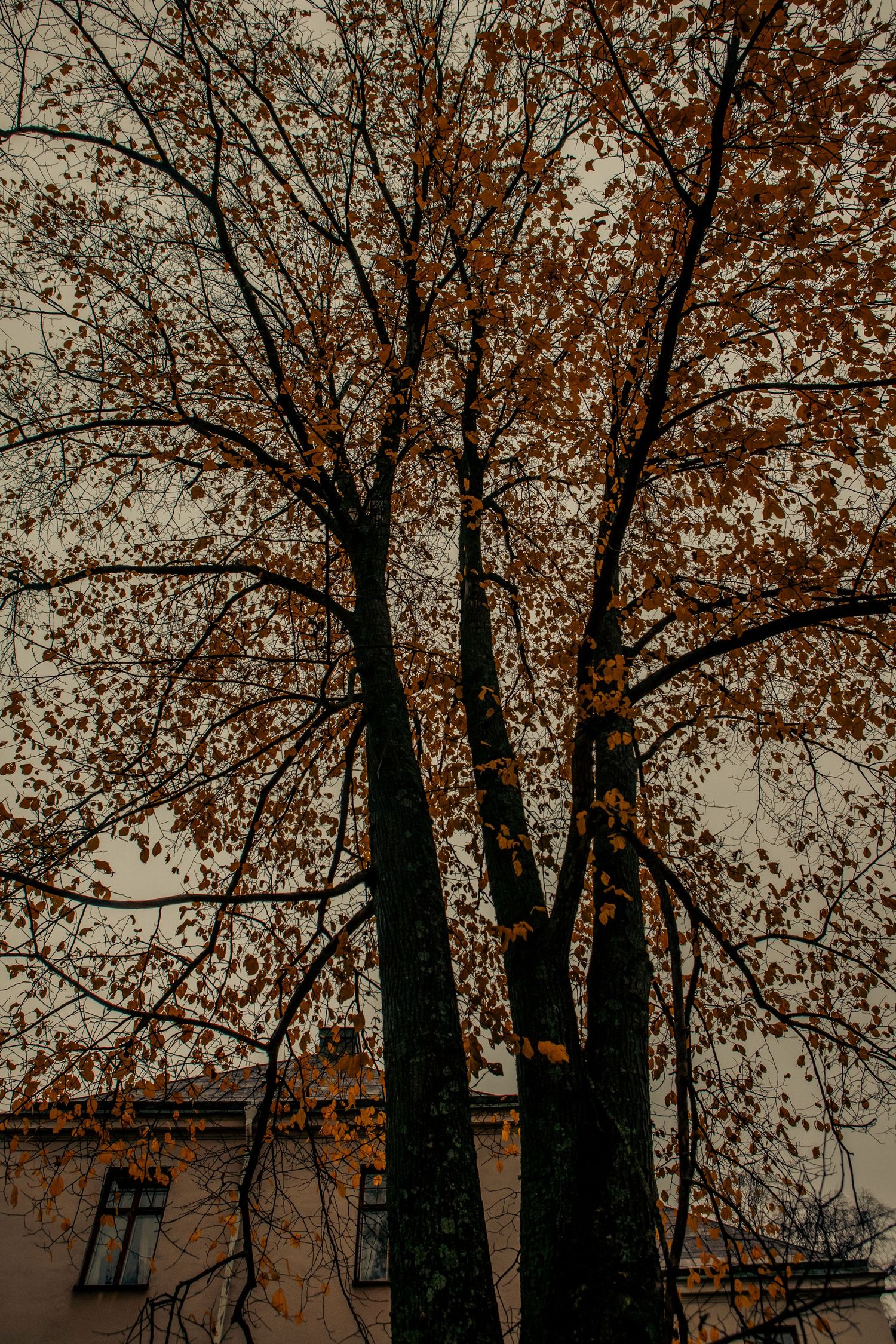 Bare autumn tree with brown leaves against grey sky beside old building.
