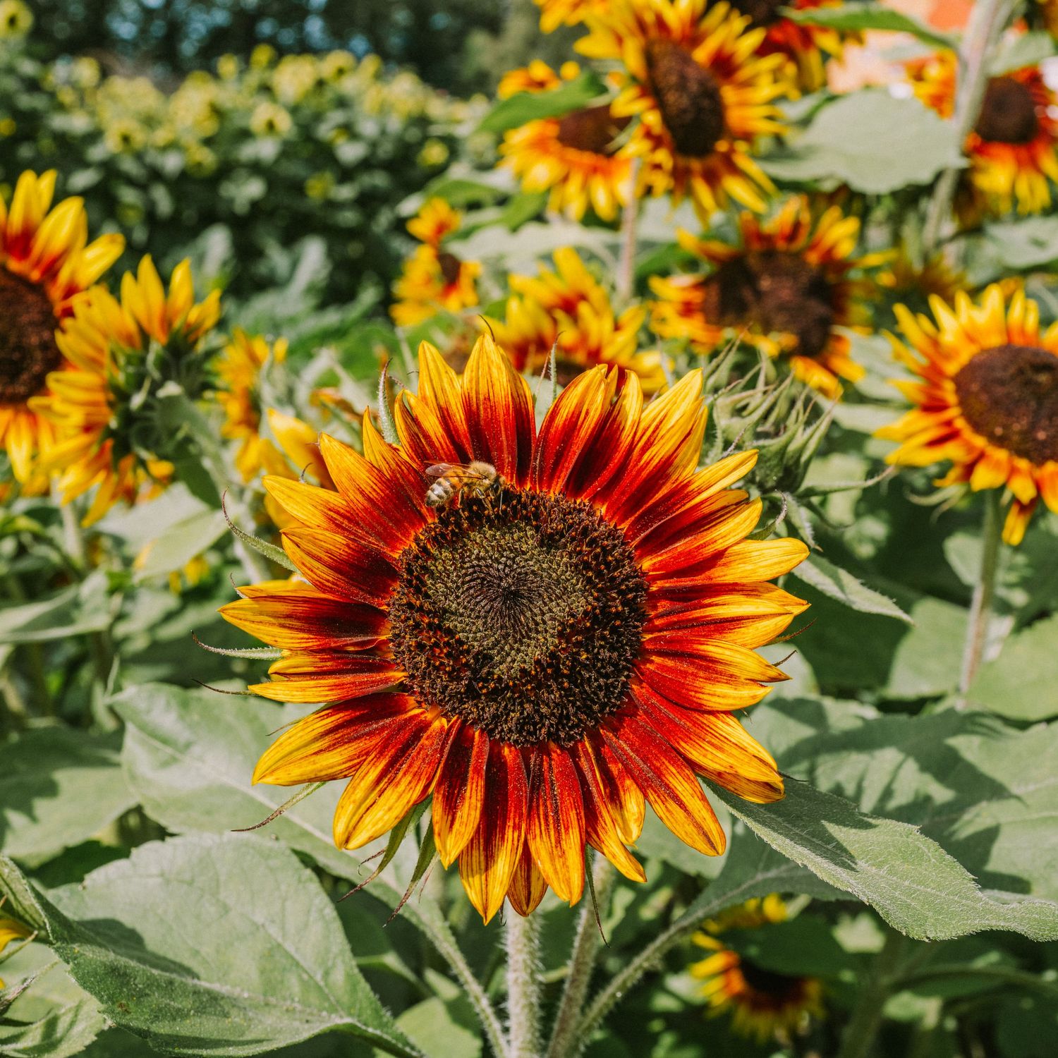 A stunning red and yellow sunflower with a bee pollinating its center in a lush sunflower field.