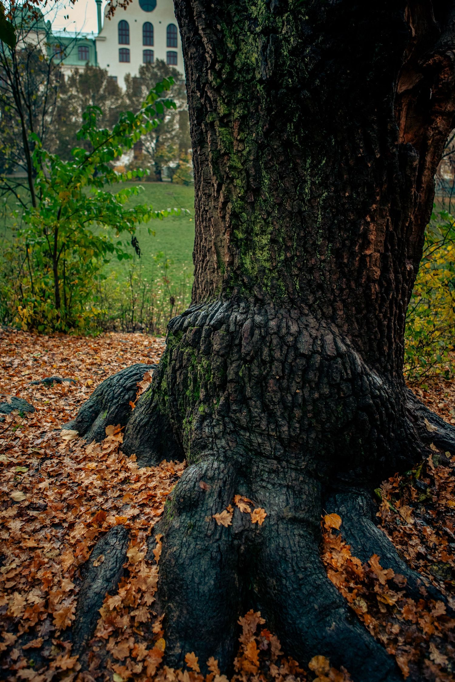Massive gnarled tree roots covered in autumn leaves with a church visible in background.