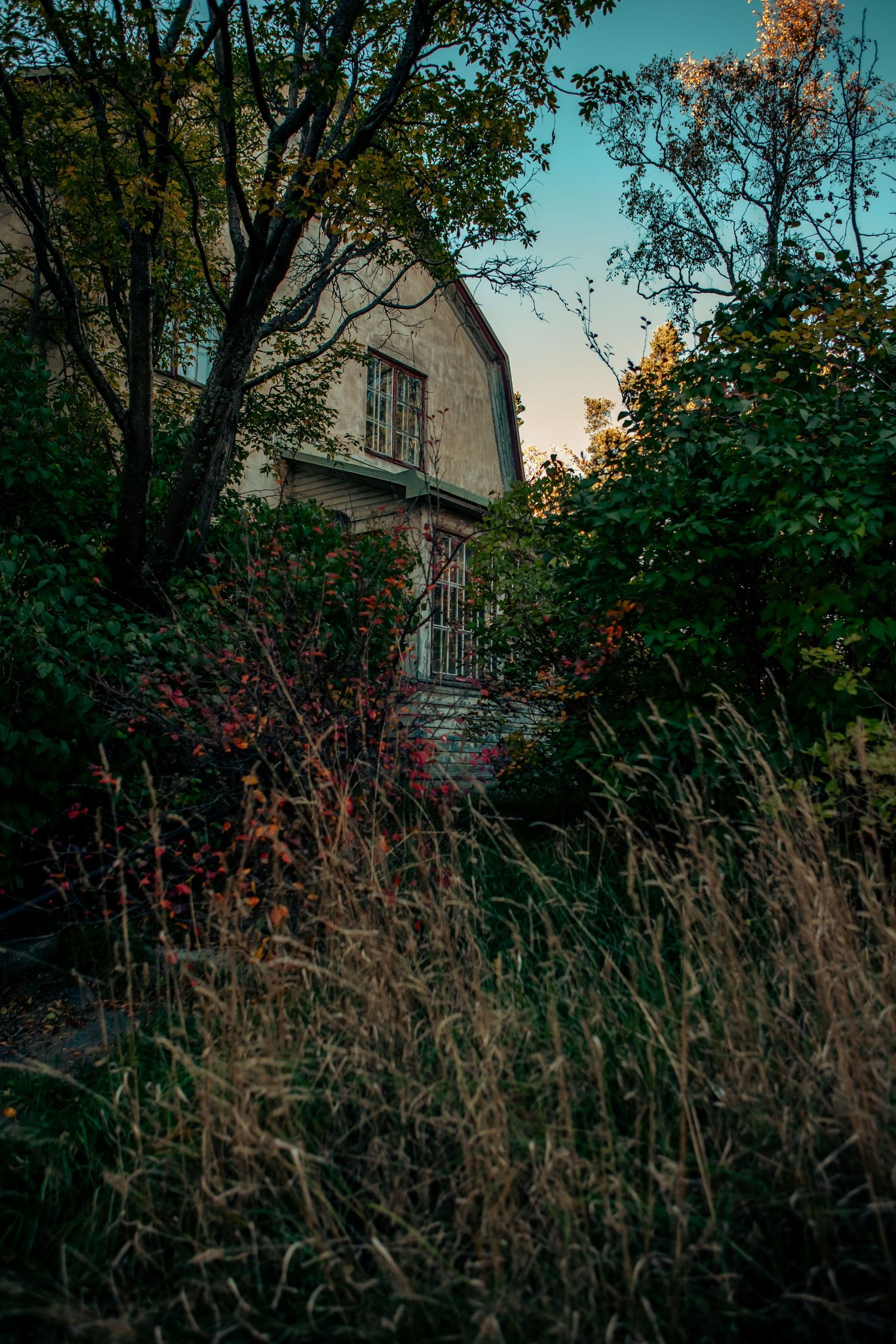 Abandoned overgrown house surrounded by wild vegetation and trees in autumn twilight.