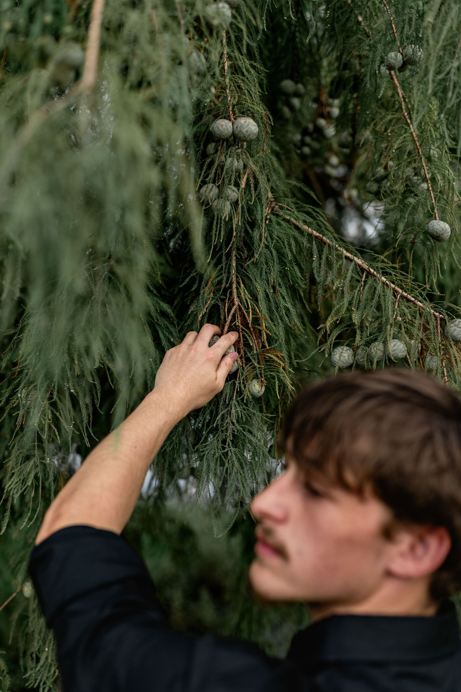 Young man in black shirt closely examining hanging branches with small cones on a weeping tree.