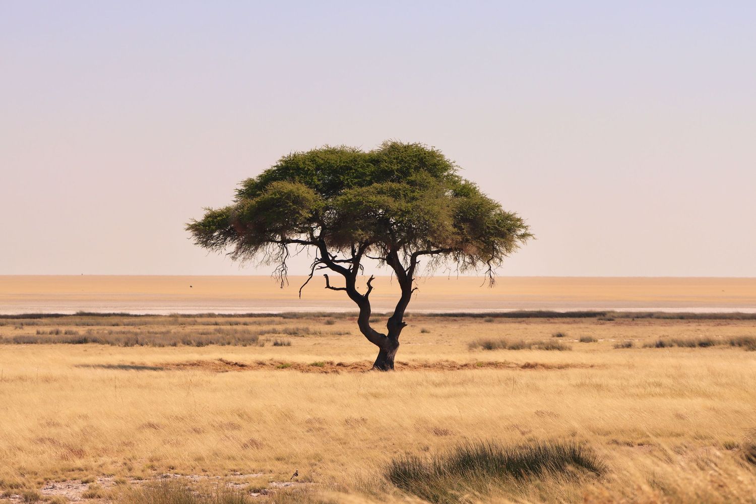 Acacia isolé face au désert de sel du Pan d'Etosha — paysage, Namibie
