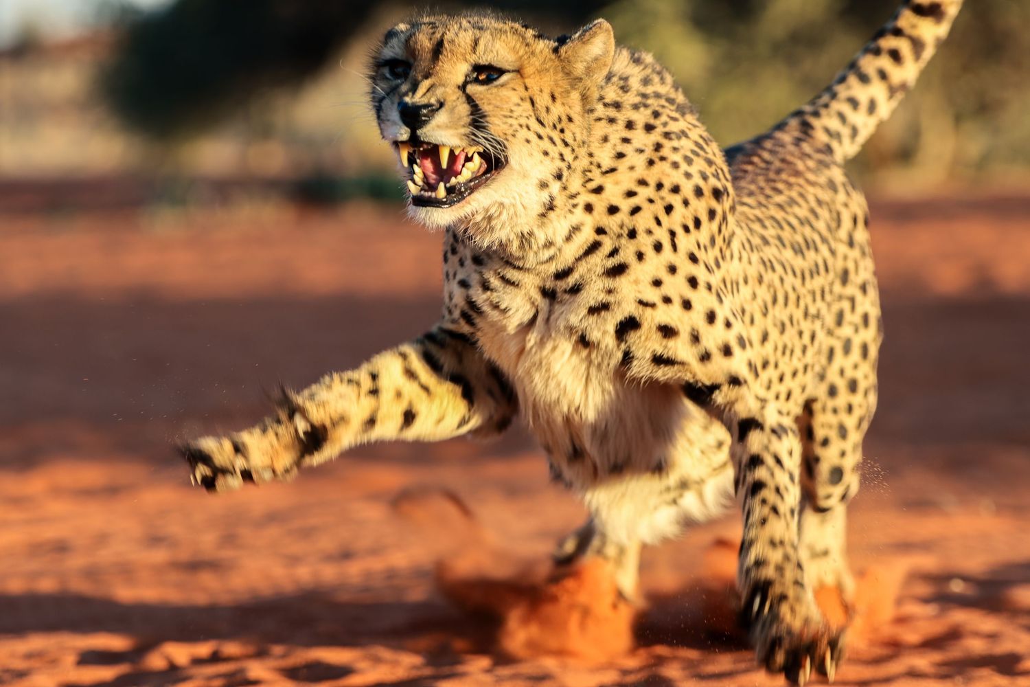 Guépard en pleine course soulevant le sable rouge — photographie animalière, Namibie