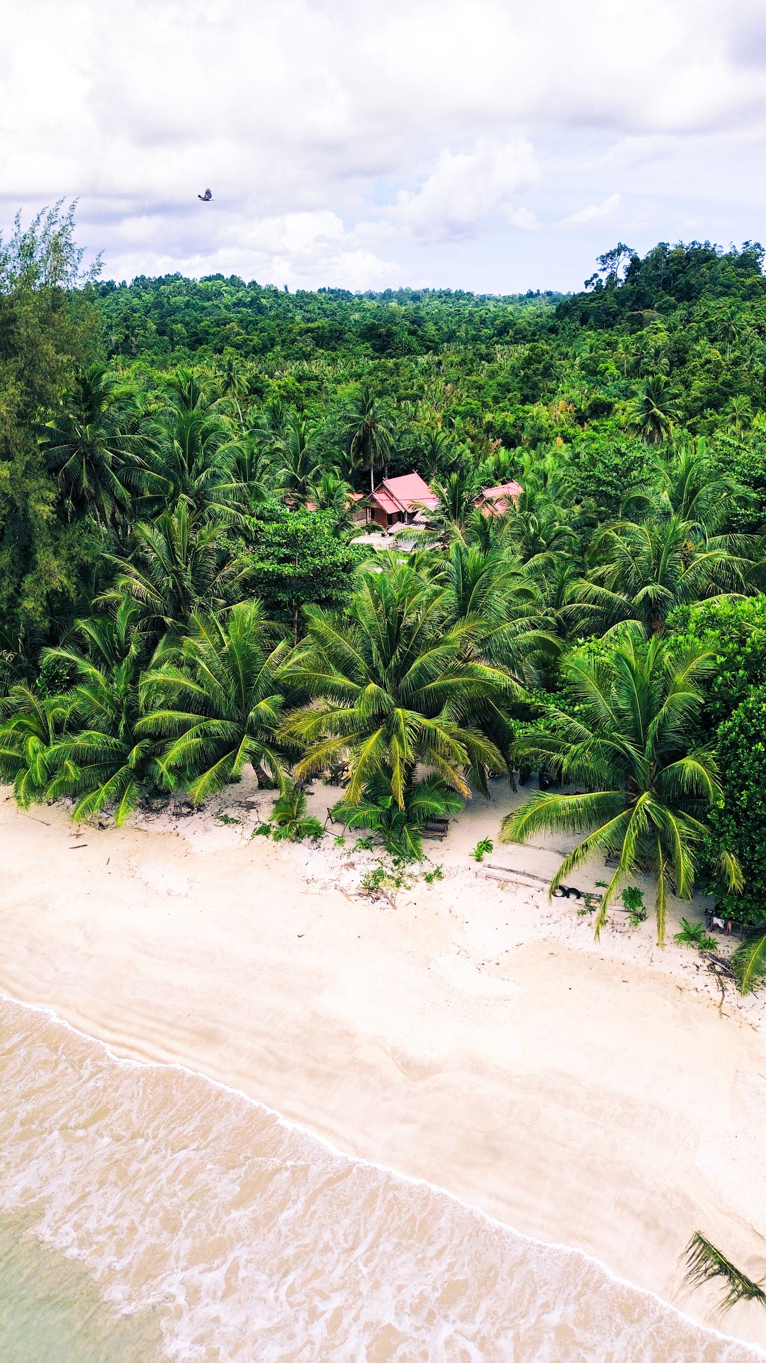 Cocoteraie dense et plage vue du ciel — îles Mentawaï, Indonésie