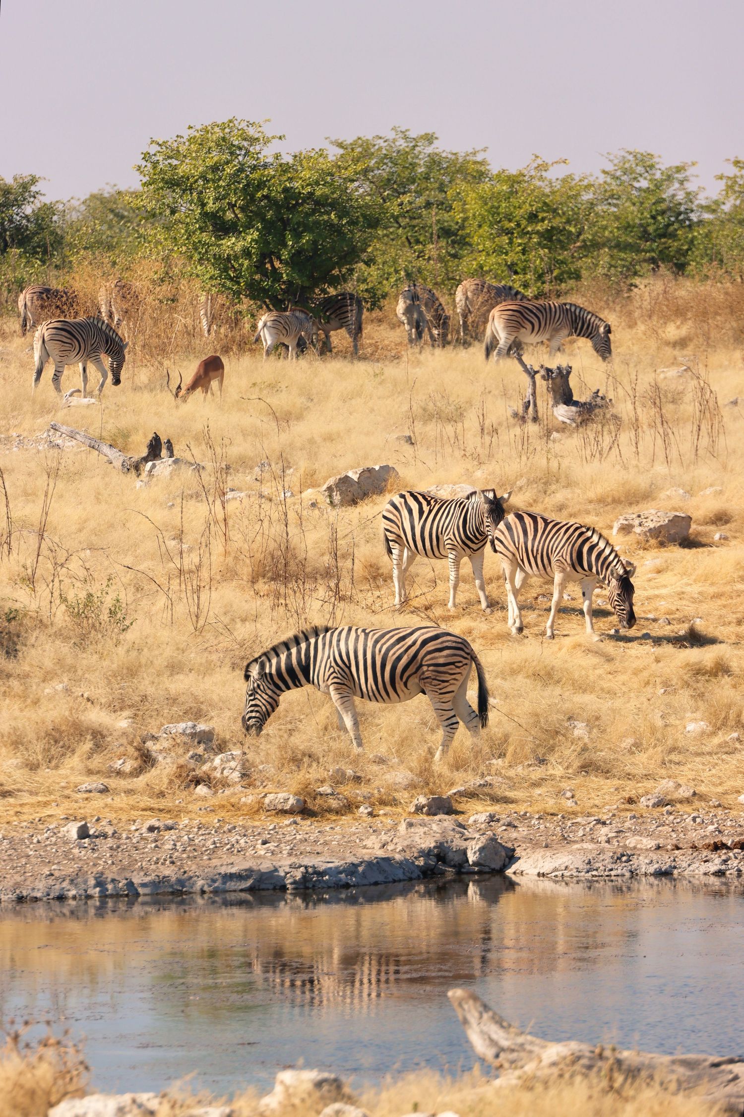 Troupeau de zèbres rassemblé autour d'un point d'eau — photographie animalière, Etosha, Namibie