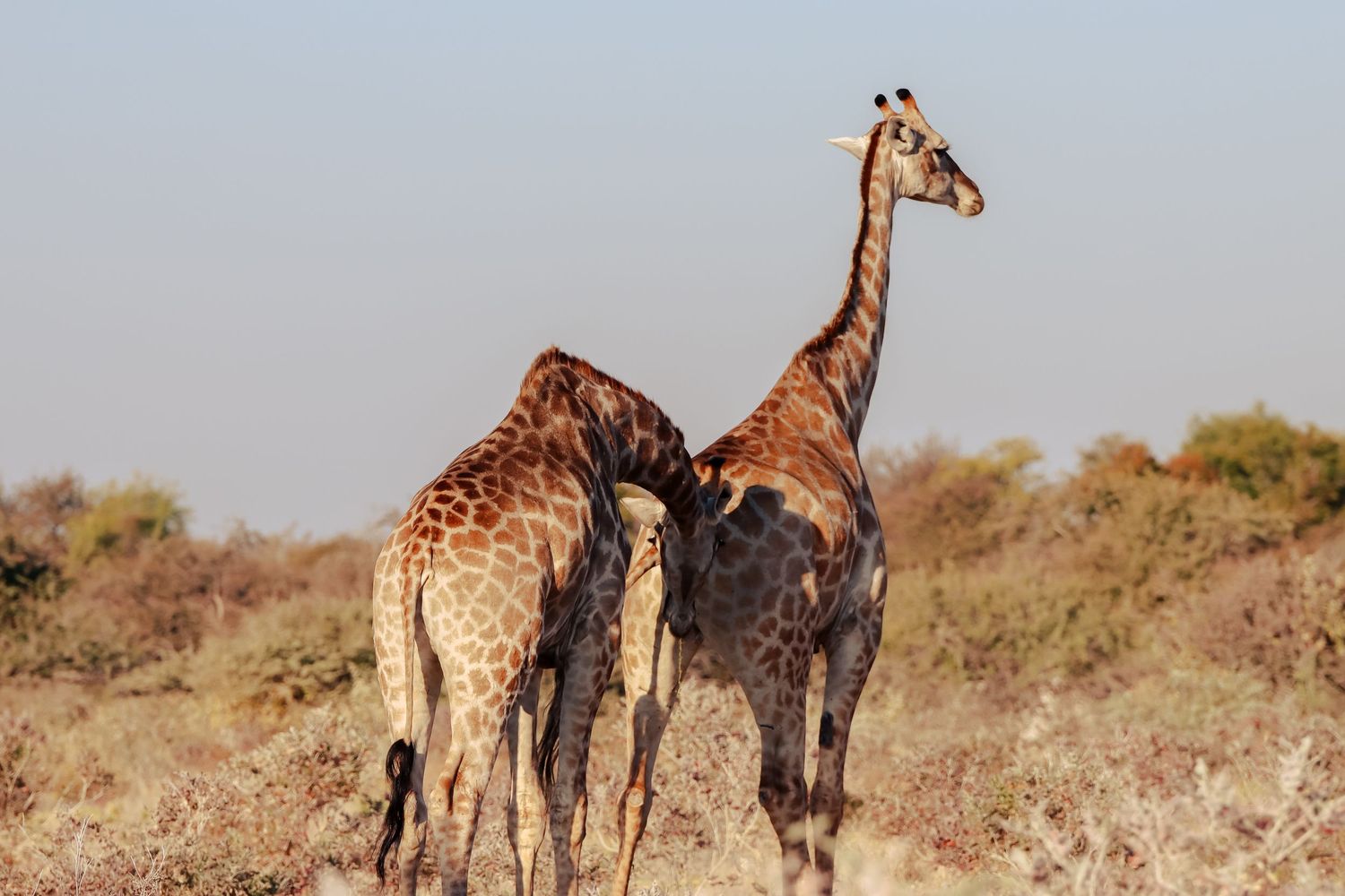 Girafe mâle testant l'œstrus d'une femelle, comportement de flehmen — photographie animalière, Etosha, Namibie