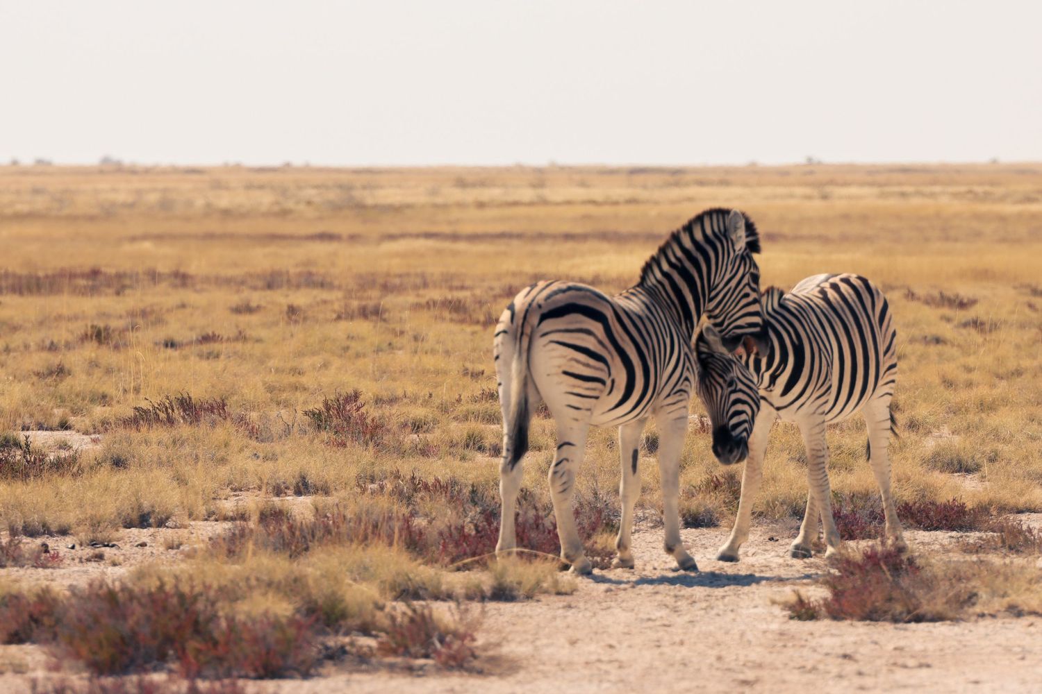 Deux zèbres serrés les uns contre les autres dans la plaine — photographie animalière, Etosha, Namibie