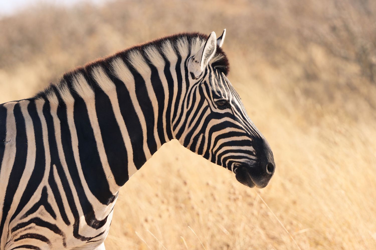 Portrait de profil d'un zèbre des plaines dans les herbes sèches — photographie animalière, Etosha, Namibie