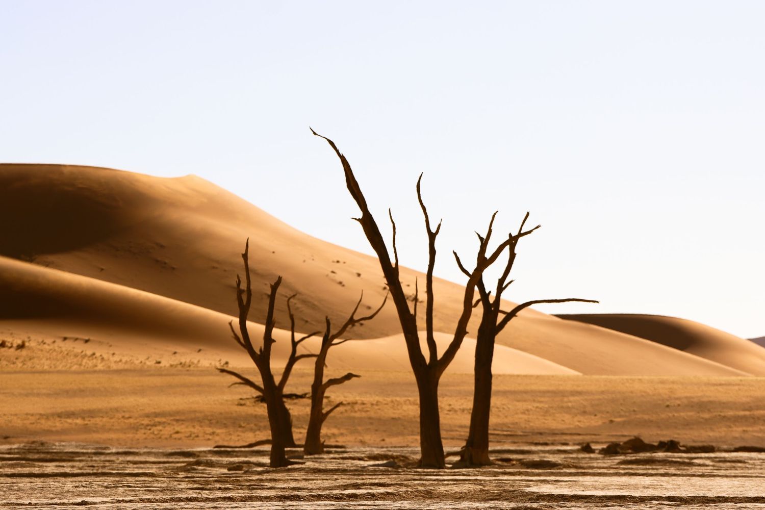 Arbres pétrifiés devant les dunes ocre — Deadvlei, Sossusvlei, Namibie