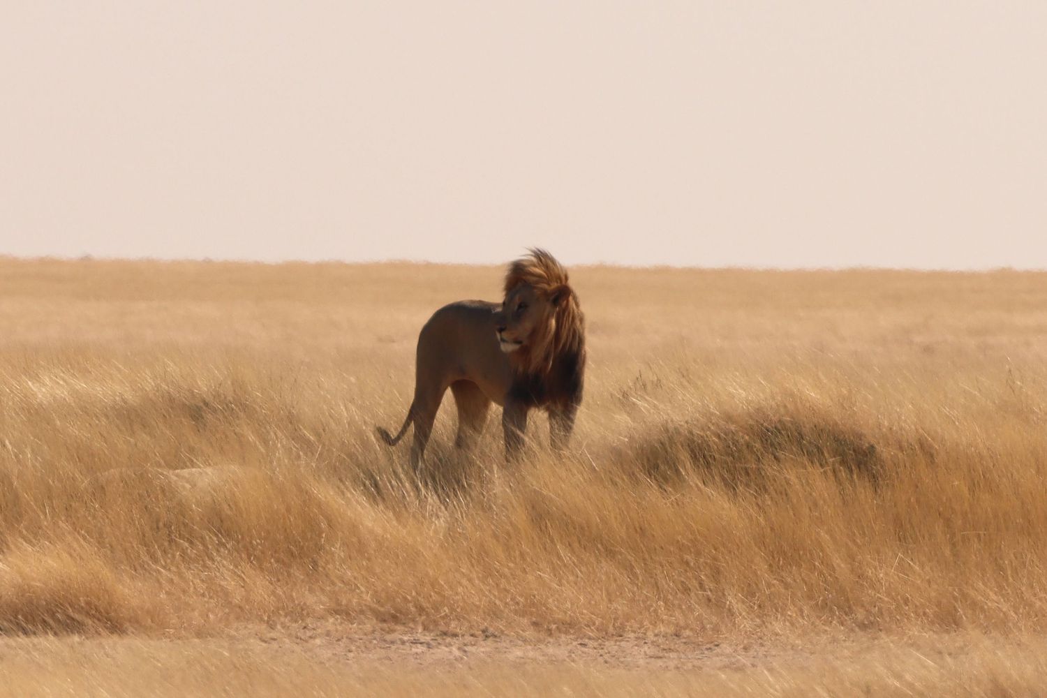 Lion mâle s'éloignant dans les hautes herbes de la plaine — photographie animalière, Etosha, Namibie