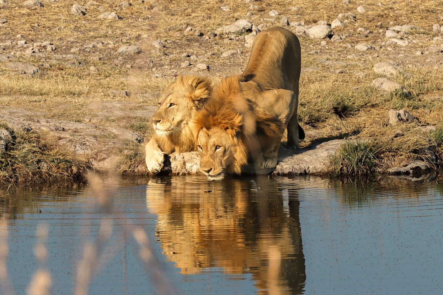 Lions s'abreuvant au point d'eau au lever du jour — photographie animalière, Etosha, Namibie
