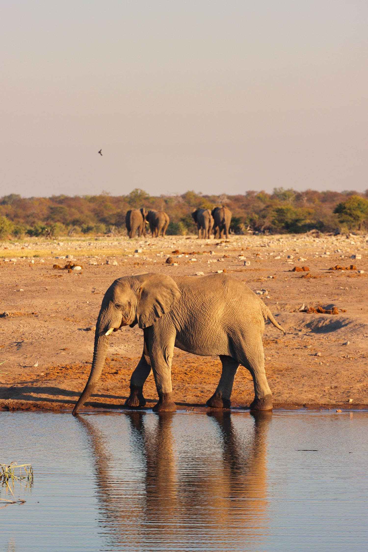 Éléphant s'abreuvant à un point d'eau, son reflet dans l'eau — photographie animalière, Etosha, Namibie