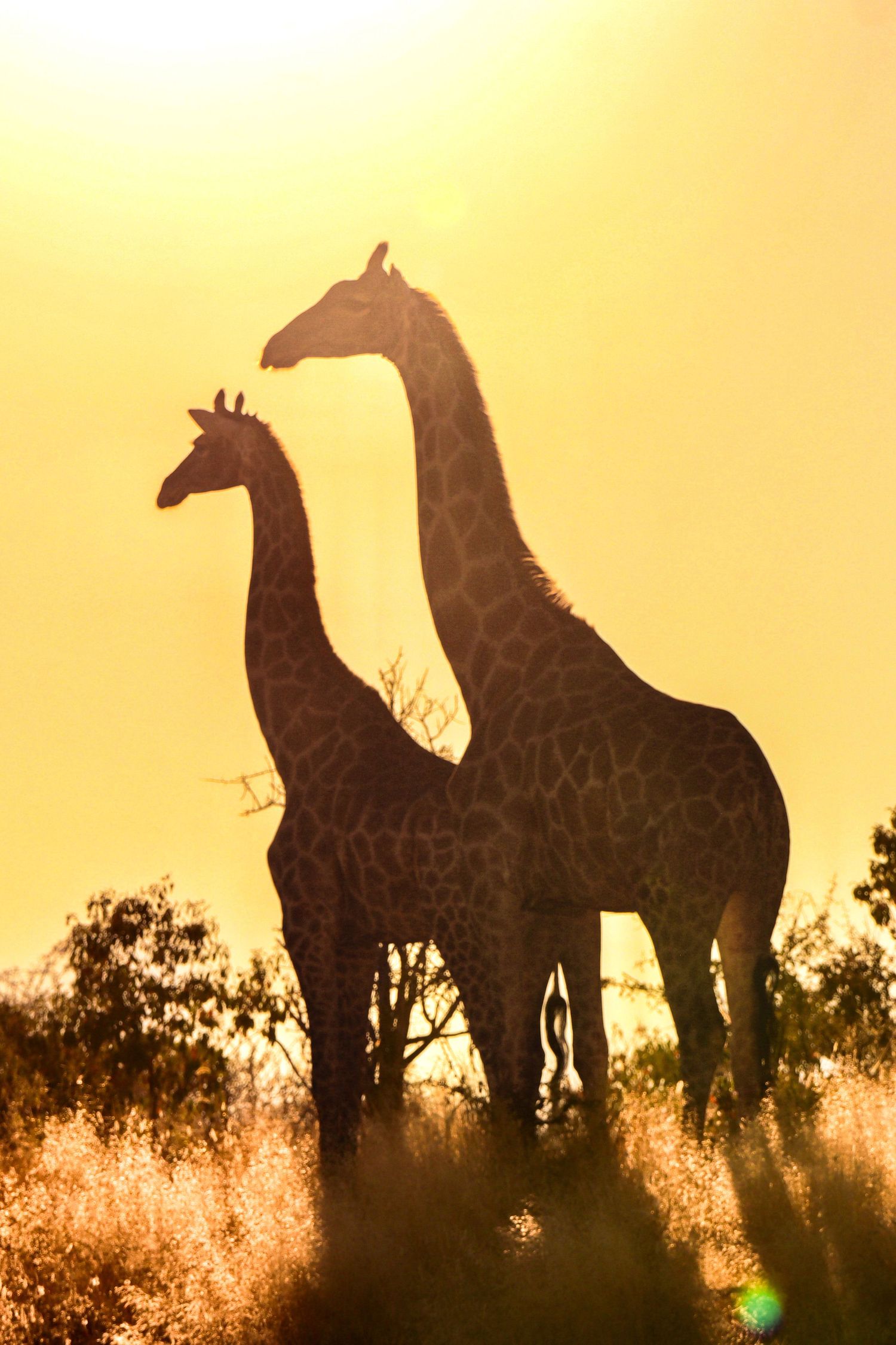 Deux girafes en contre-jour au coucher du soleil — photographie animalière, Etosha, Namibie