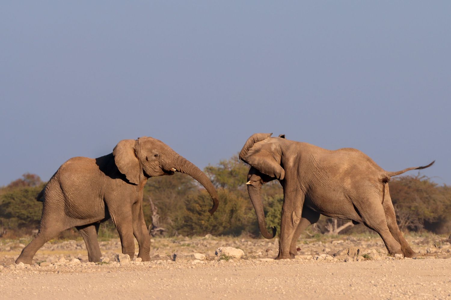 Deux éléphants se faisant face dans la plaine aride — photographie animalière, Etosha, Namibie