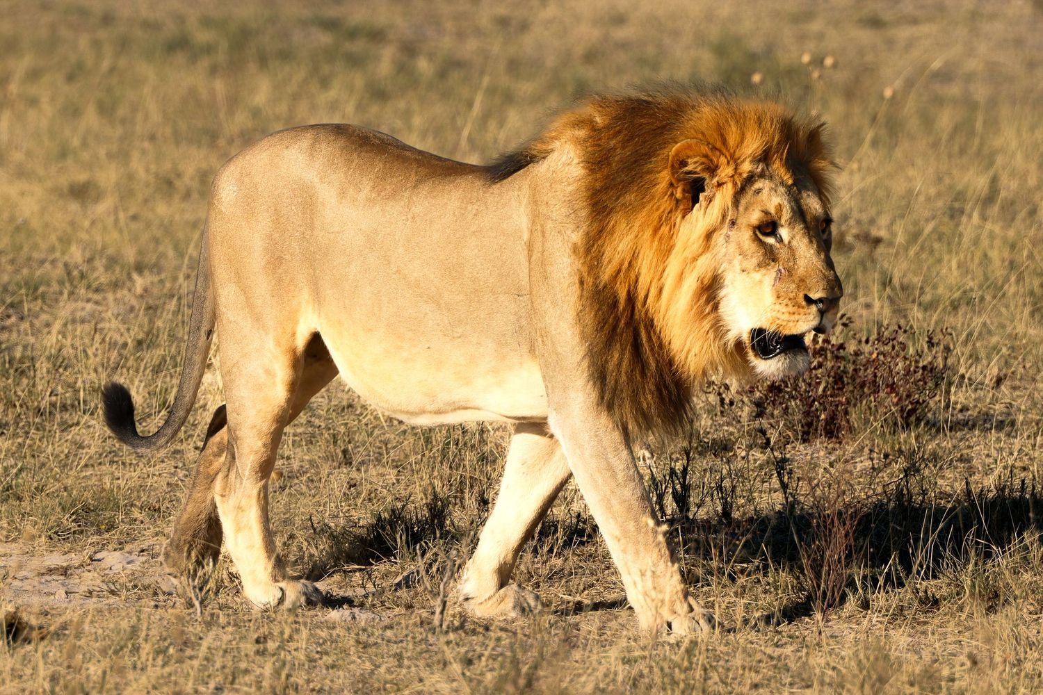 Lion mâle traversant la savane sèche — photographie animalière, Etosha, Namibie