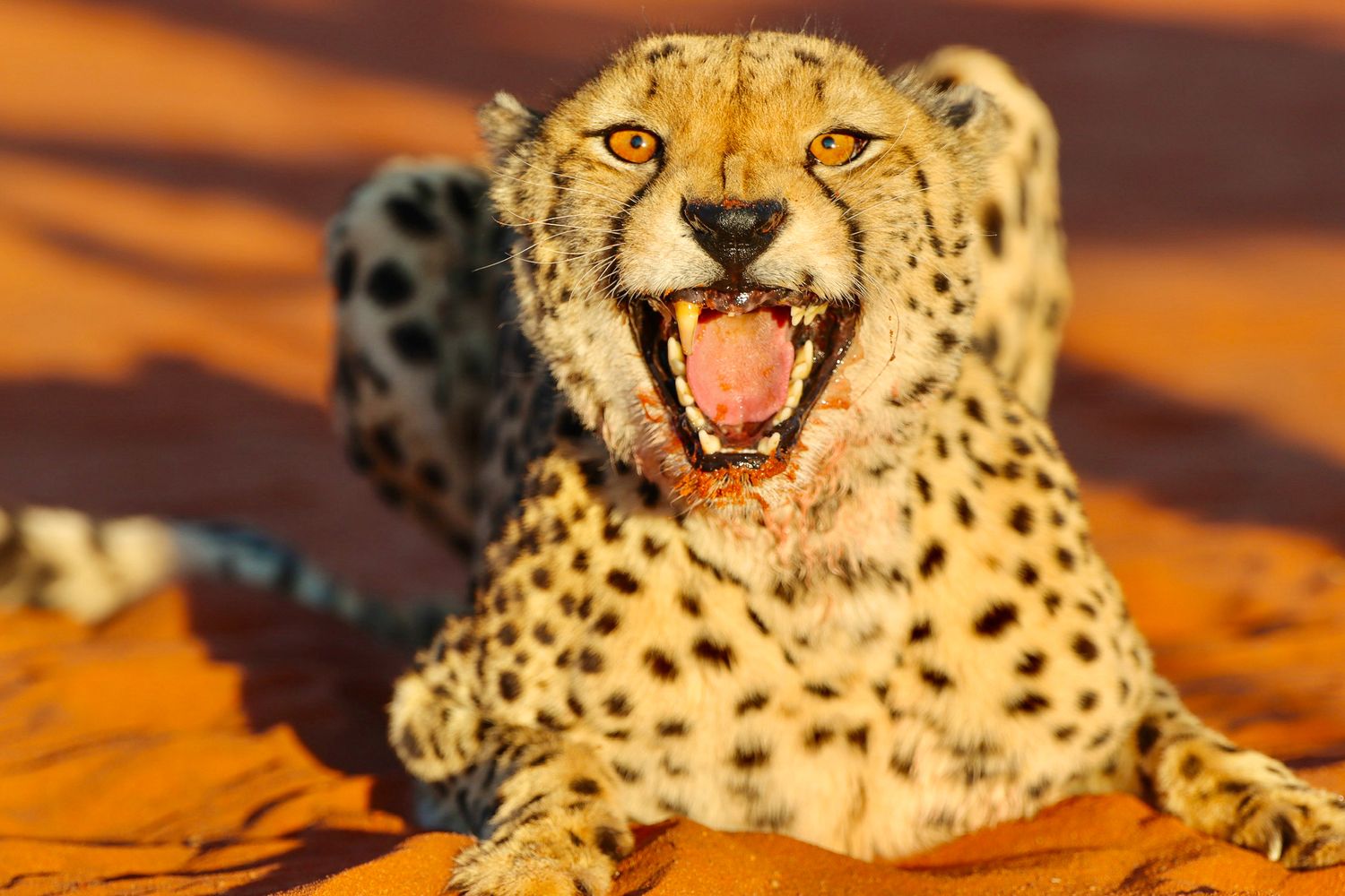 Guépard couché sur le sable rouge, gueule ouverte — photographie animalière, Namibie