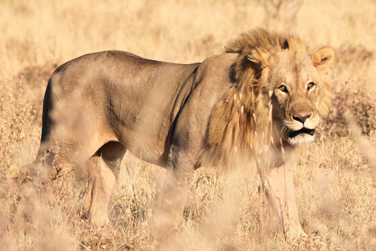 Lion mâle avançant dans les hautes herbes dorées — photographie animalière, Etosha, Namibie