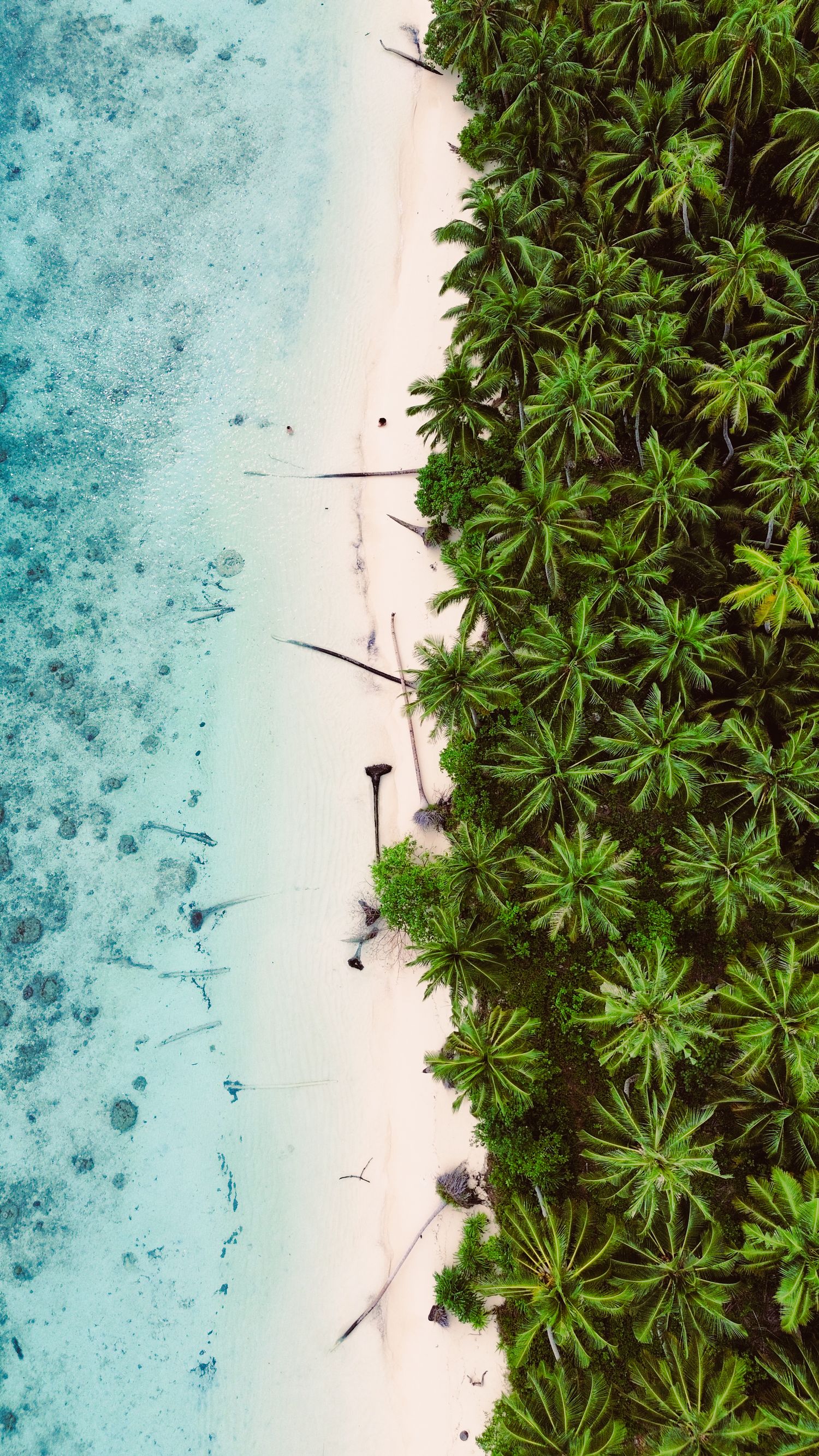 Lisière de cocotiers et lagon turquoise vus du ciel - Plan drone — îles Mentawaï, Indonésie
