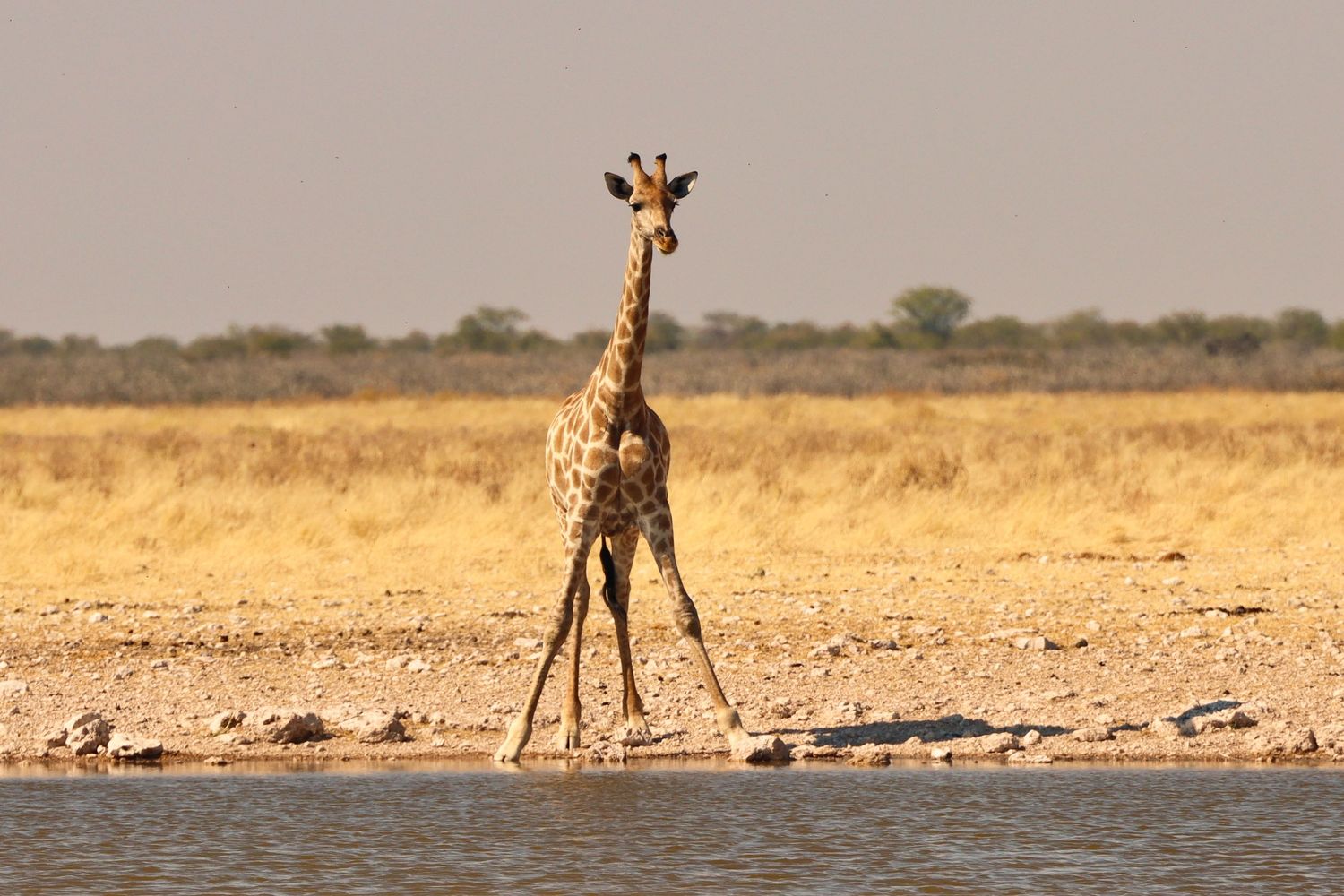 Girafe pattes écartées pour boire à un point d'eau — photographie animalière, Etosha, Namibie