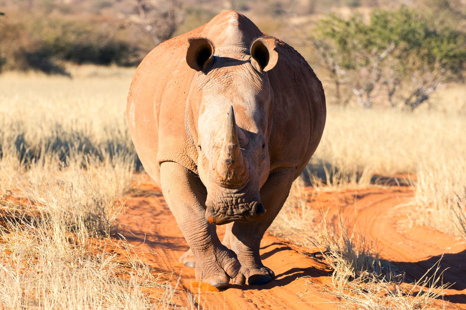 Rhinocéros de dos s'éloignant sur une piste de terre rouge — photographie animalière, Namibie