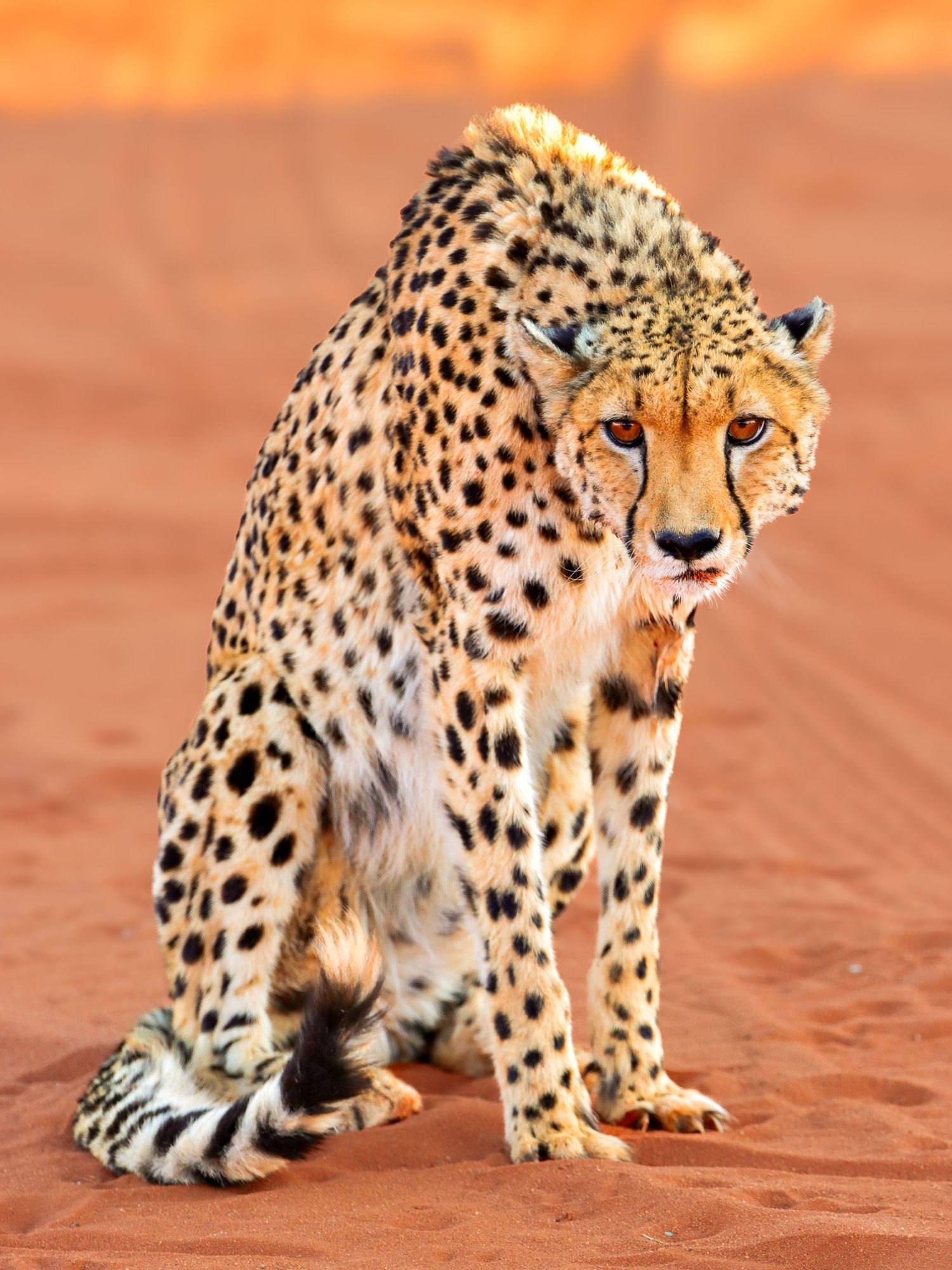 Guépard debout de face sur la dune rouge — photographie animalière, Namibie