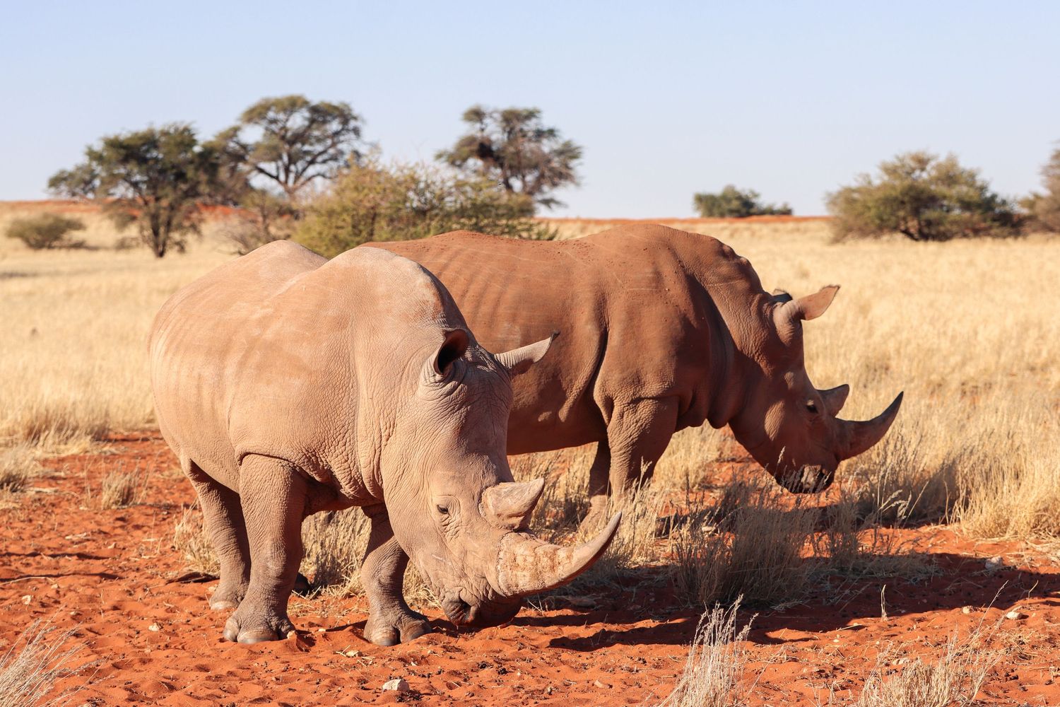 Deux rhinocéros blancs dans la savane parsemée d'acacias — photographie animalière, Namibie