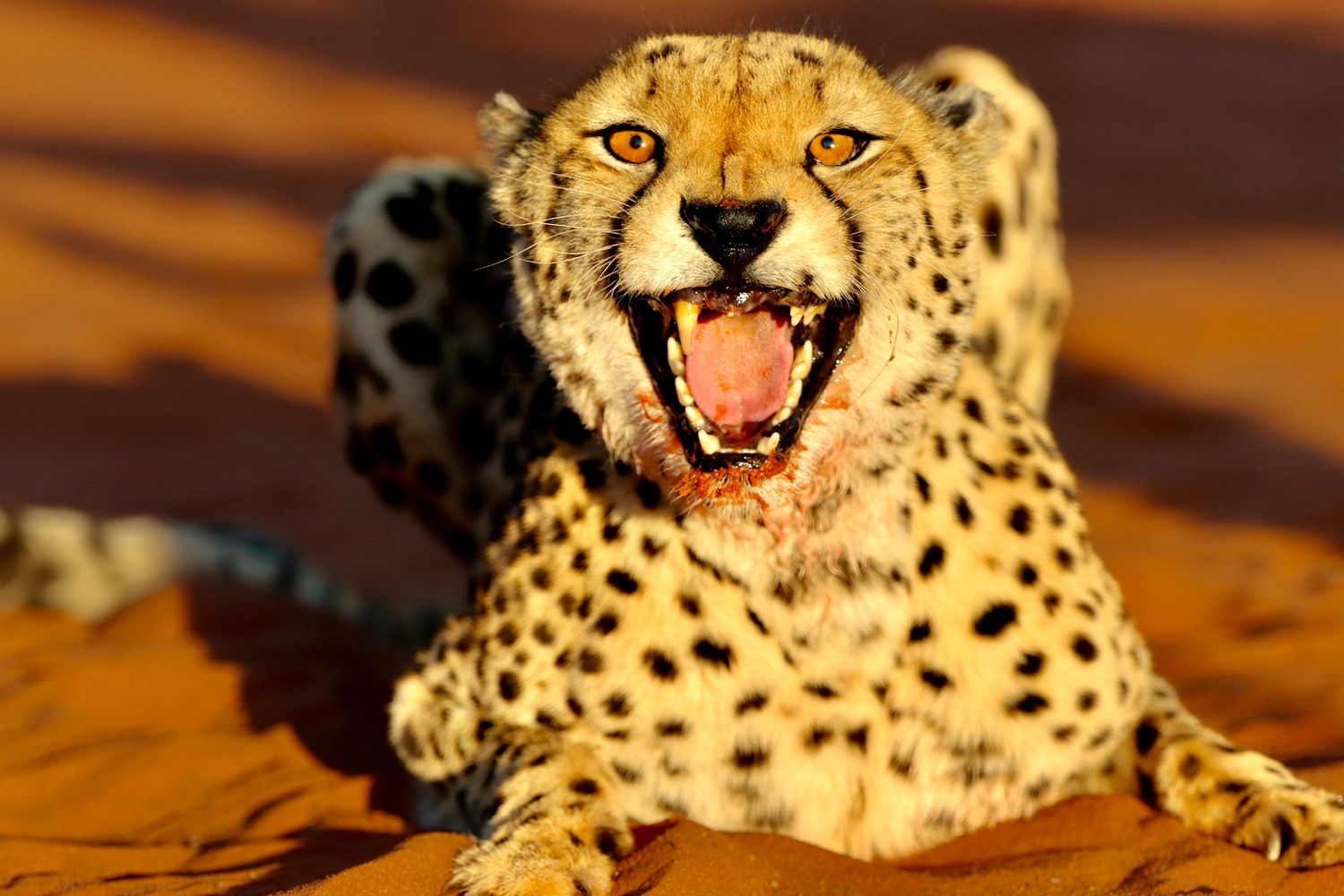 Guépard couché sur le sable rouge, gueule ouverte — photographie animalière, Namibie