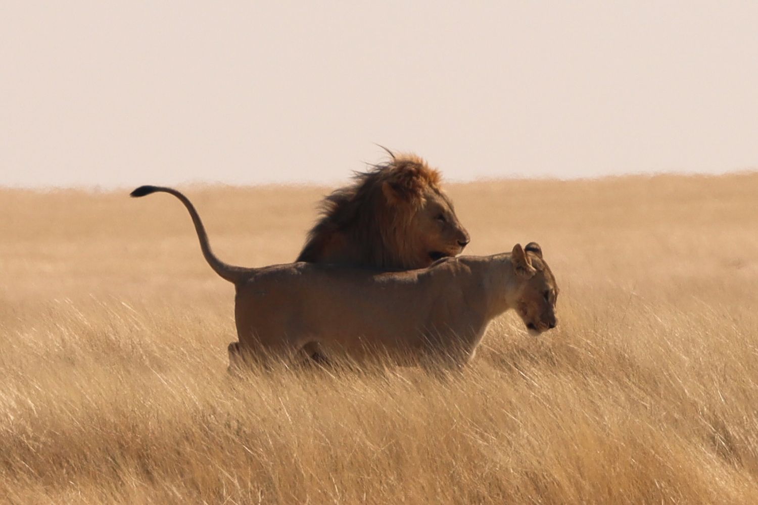 Couple de lions dans la savane, lionne et mâle côte à côte — photographie animalière, Etosha, Namibie