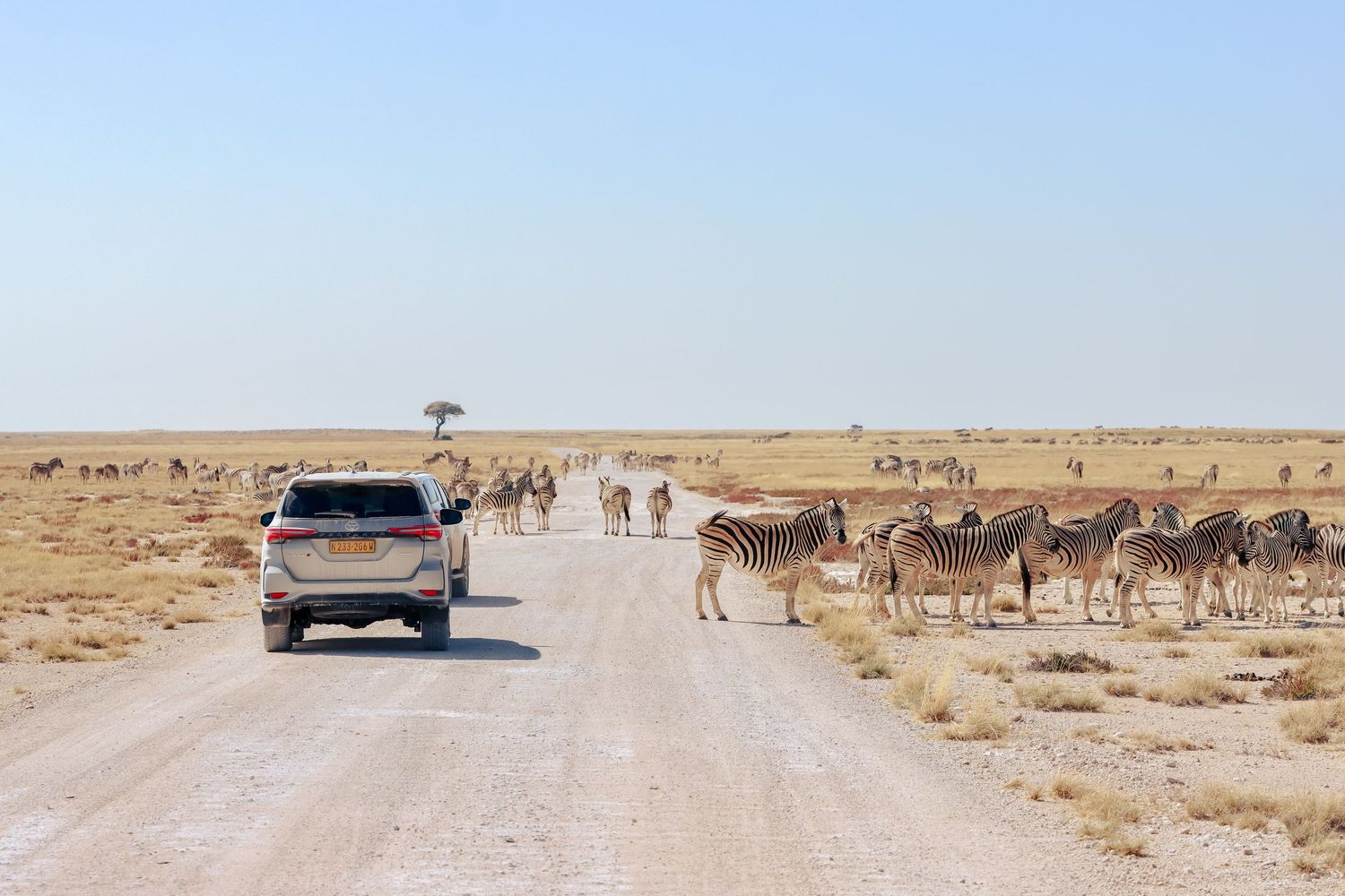 Véhicule de safari croisant un troupeau de zèbres sur une piste — road trip en Namibie