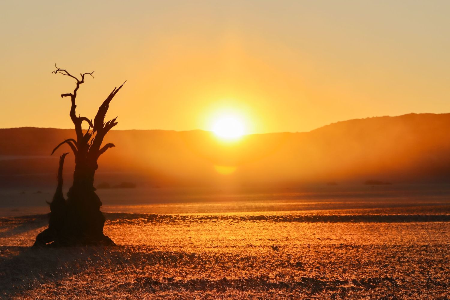 Acacia mort se découpant sur le lever de soleil dans le désert — Deadvlei, Sossusvlei, Namibie