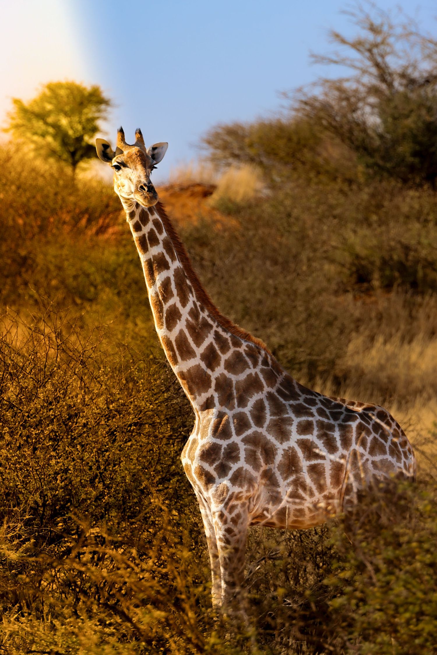 Girafe se nourrissant dans les acacias de la brousse — photographie animalière, Namibie