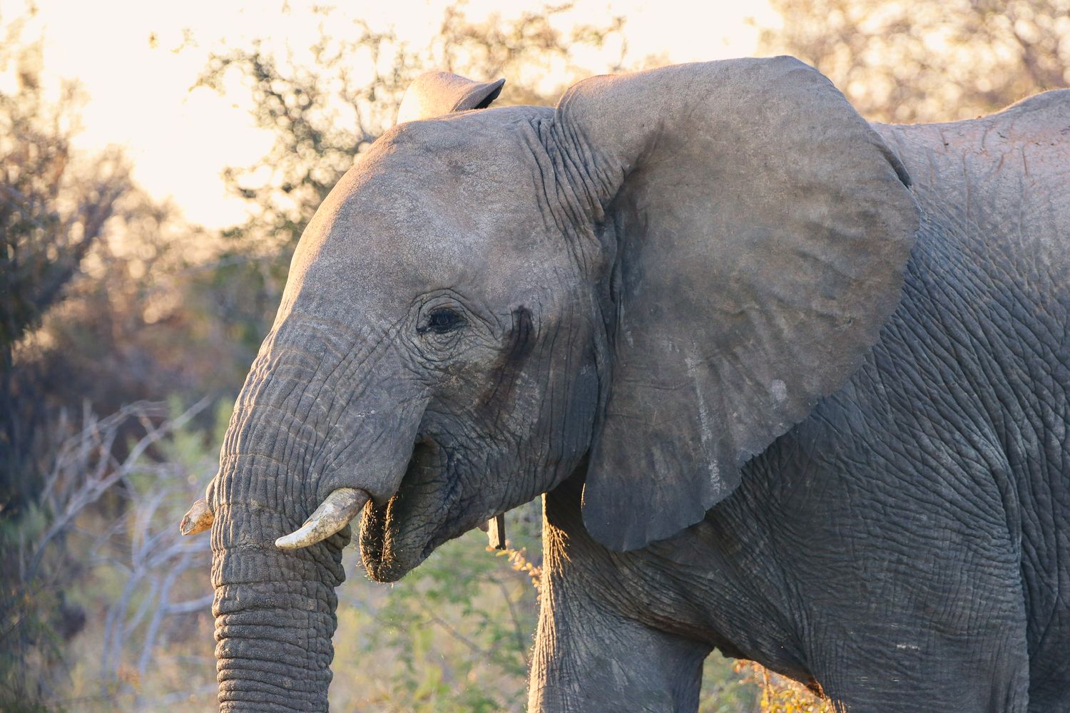 Portrait rapproché d'un éléphant d'Afrique dans la lumière du matin — photographie animalière, Etosha, Namibie