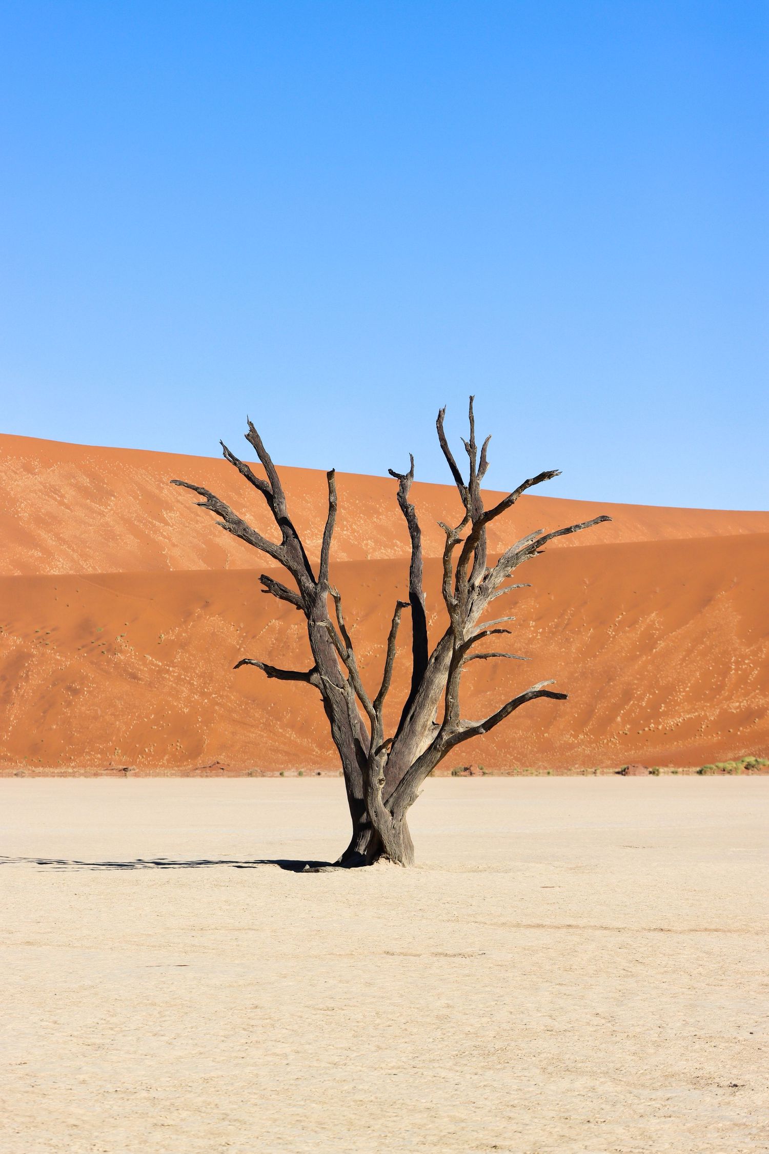 Acacia mort isolé sur l'argile blanche face à la dune — Deadvlei, Sossusvlei, Namibie