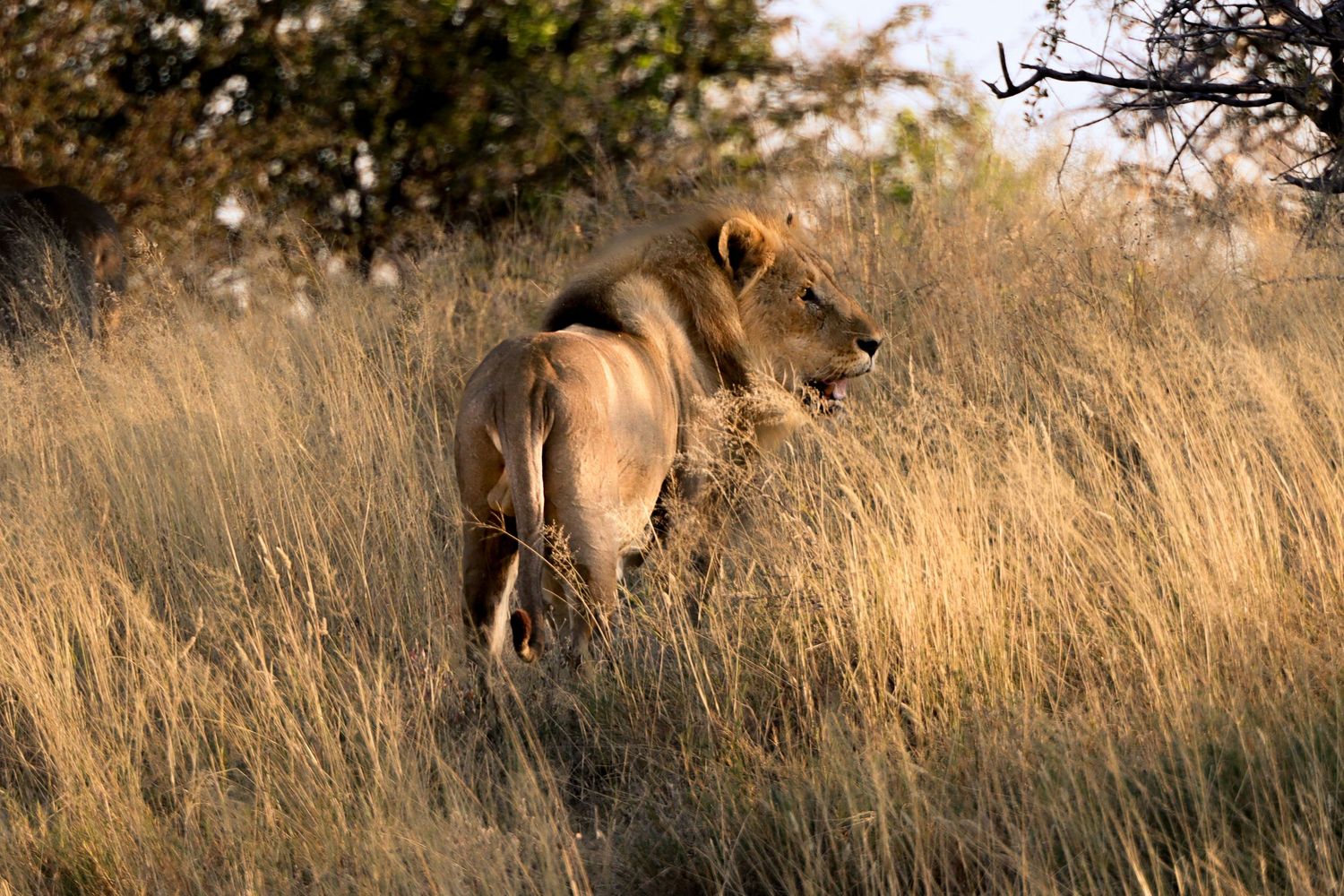 Lion mâle de profil dissimulé dans les herbes hautes — photographie animalière, Etosha, Namibie