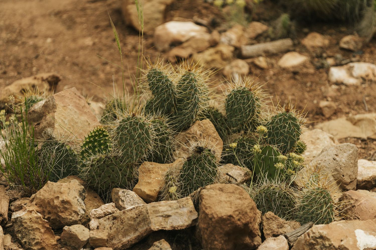 Nature photography of a prickly pear cactus in Grand Canyon National Park, Arizona.