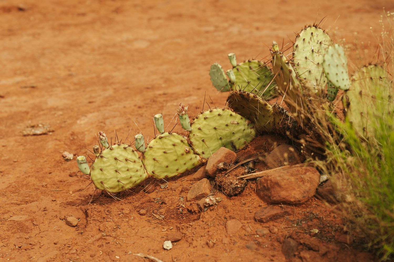 Photo of a prickly pear cactus growing in the Arizona desert landscape.