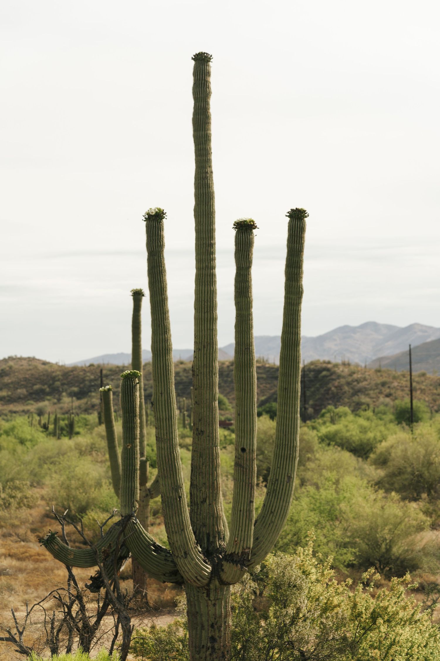 Arizona desert landscape photography featuring a large saguaro cactus surrounded by desert scenery.