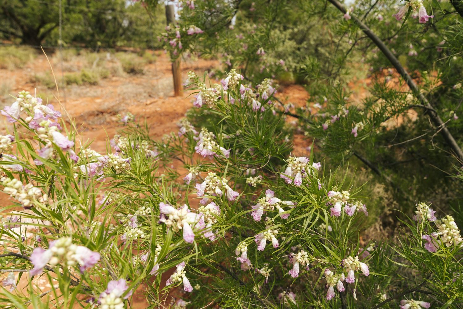 Grand Canyon nature photography featuring flowers blooming along the Arizona landscape.