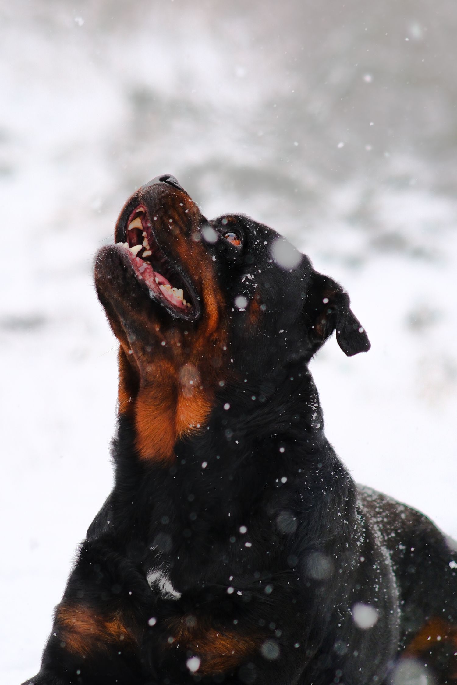 Rottweiler dog looking up with mouth open catching snowflakes in a winter snowfall.