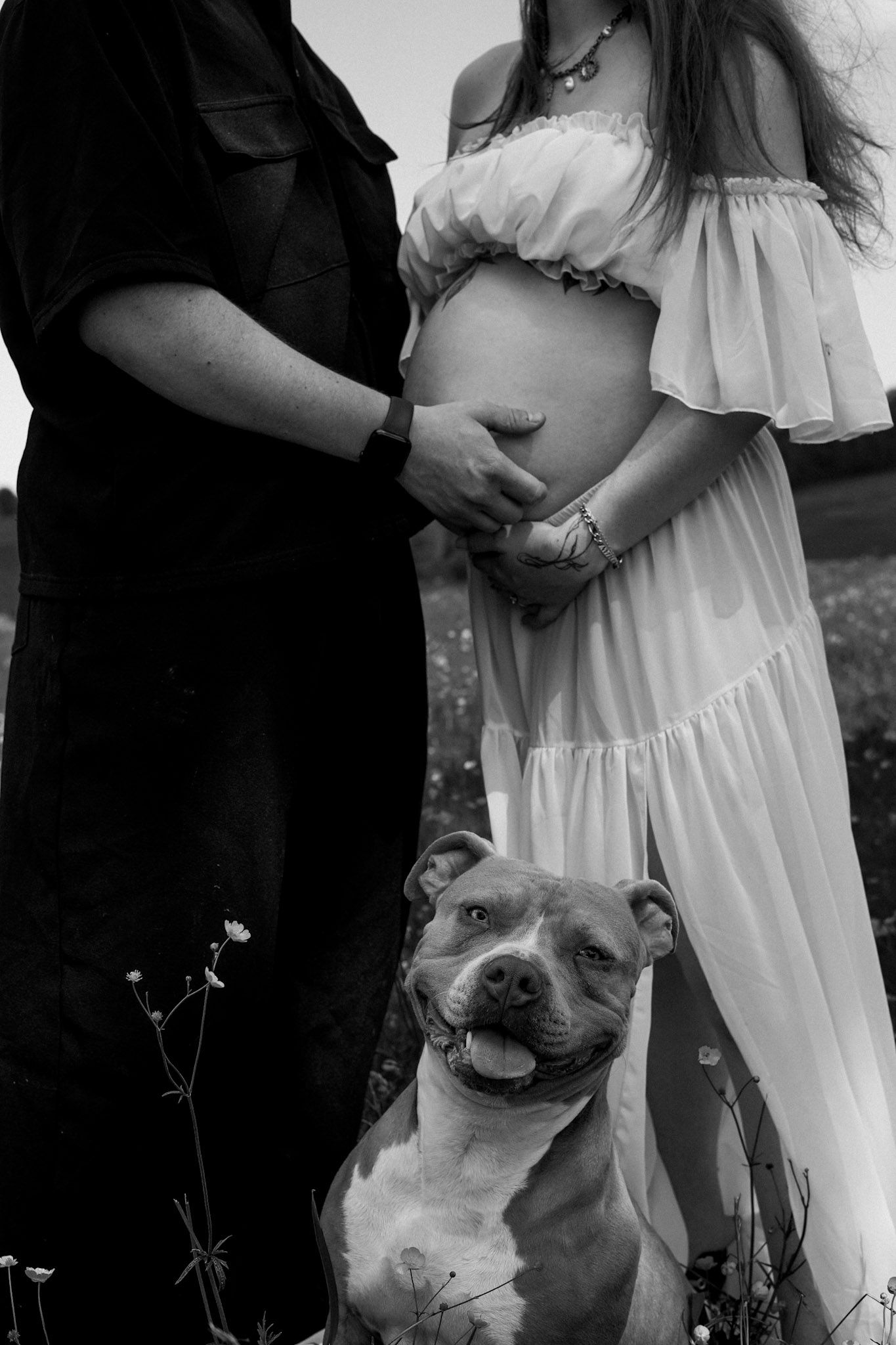 Black and white maternity photo of pregnant couple with pit bull dog in field, man touching baby bump.
