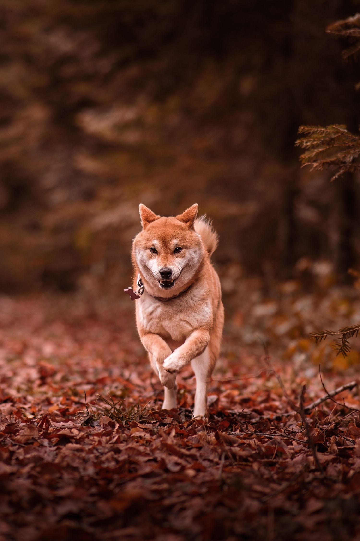 A happy Shiba Inu dog running through autumn leaves in a forest.