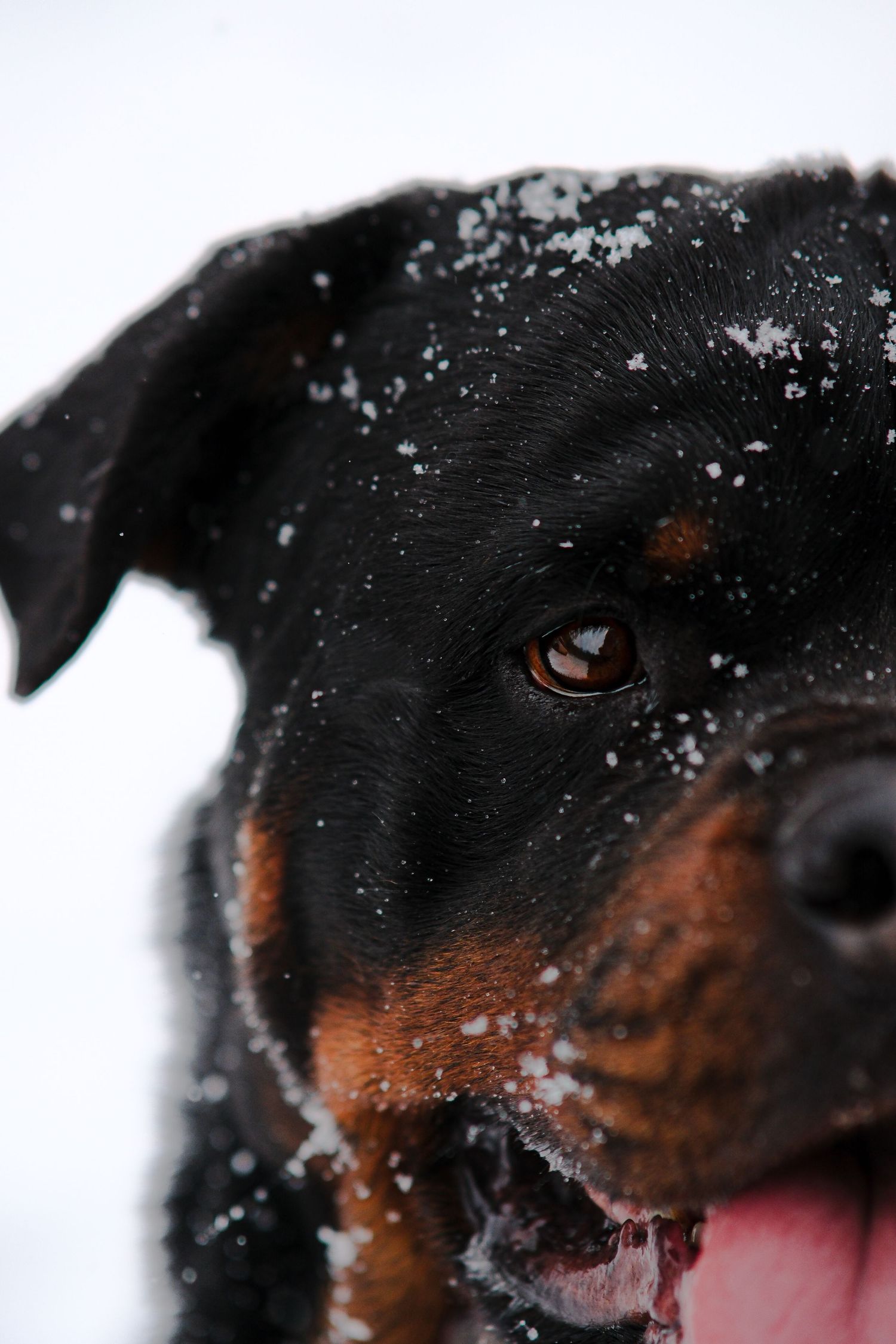 Close-up portrait of a Rottweiler with snow on its face and tongue out in winter.