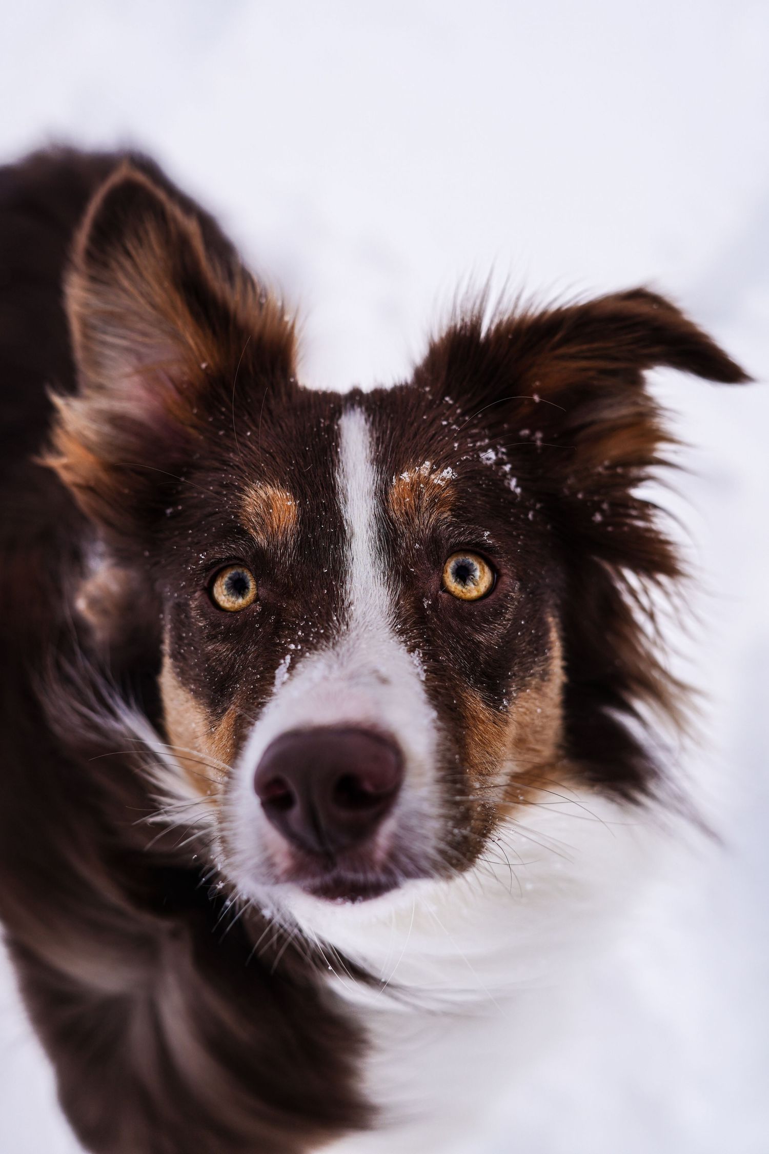 Close-up portrait of a brown and white Border Collie dog in snowy winter landscape.