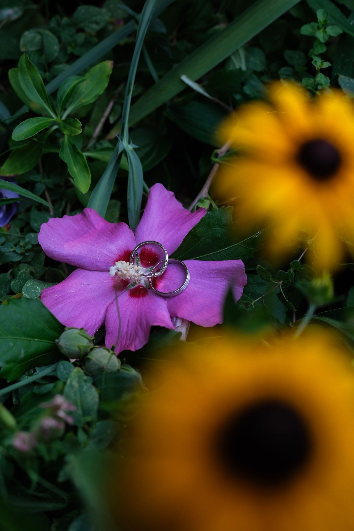 Two silver wedding bands rest inside a pink hibiscus flower surrounded by lush greenery.